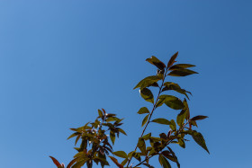 Stock Image: peach tree leaves
