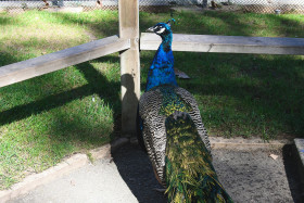 Stock Image: peacock