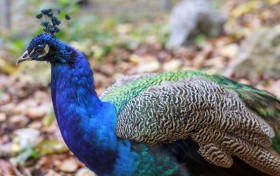Stock Image: Peacock