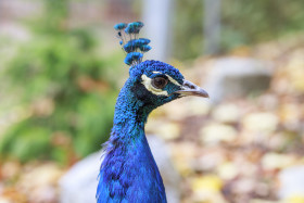 Stock Image: Peacock