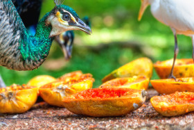 Stock Image: peacock eating fruits