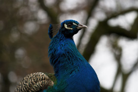 Stock Image: peacock portrait