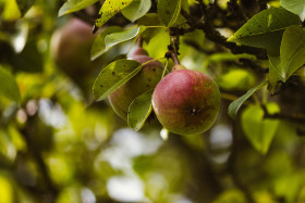 Stock Image: pears on pear tree