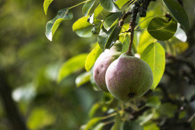 Stock Image: pears on pear tree