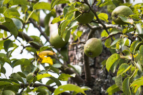 Stock Image: pears on pear tree