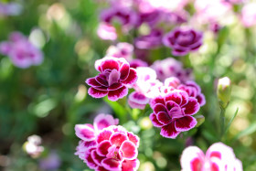 Stock Image: Pelargonium grandiflorum