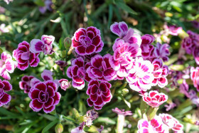 Stock Image: Pelargonium grandiflorum pink flower