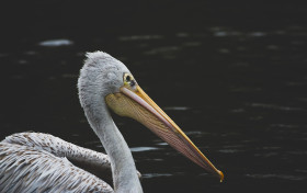 Stock Image: pelican portrait