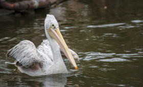 Stock Image: pelican swims in the water