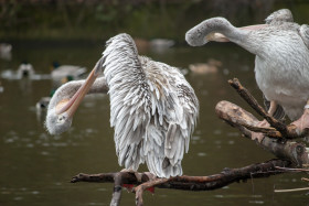 Stock Image: pelicans