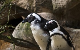 Stock Image: penguin couple portrait