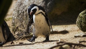 Stock Image: penguin pays attention to his feet while running