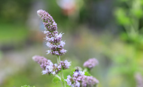 Stock Image: Peppermint Flower in Summer