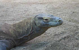 Stock Image: perentie in sand