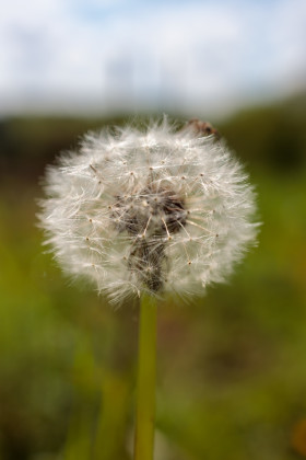 Stock Image: Perfect Blowball