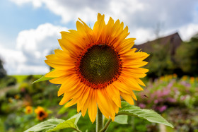 Stock Image: Perfect Sunflower