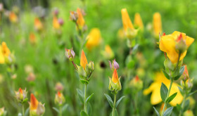 Stock Image: Perforate St John's-wort