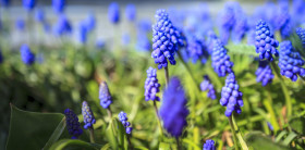 Stock Image: Perfumed hyacinth flowers