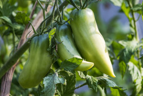 Stock Image: pertsevidny polosaty tomatoes growing