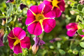 Stock Image: Petunia flowers