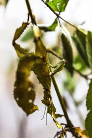 Stock Image: phasmatodea