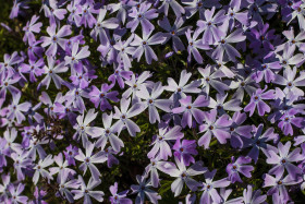 Stock Image: Phlox alyssifolia: light pink flower sea texture background