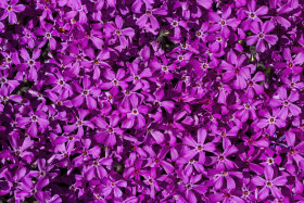 Stock Image: Phlox subulata