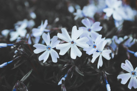 Stock Image: Phlox subulata Early Spring Blue