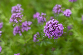 Stock Image: phuopsis stylosa - beautiful pink flower