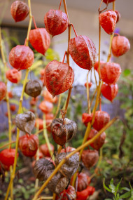 Stock Image: Physalis peruviana - Cape gooseberry, goldenberry or physalis