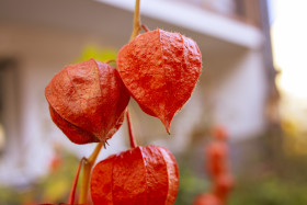 Stock Image: Physalis peruviana - Cape gooseberry, goldenberry or physalis