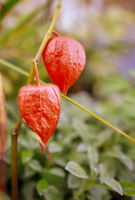 Stock Image: Physalis peruviana - Cape gooseberry, goldenberry or physalis