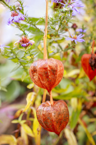 Stock Image: Physalis peruviana - Cape gooseberry, goldenberry or physalis