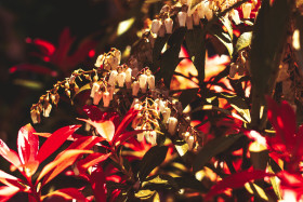 Stock Image: Pieris, andromedas or fetterbushes - flower with white bells between red leaved bush