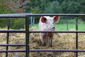 Stock Image: Pig in the Stable