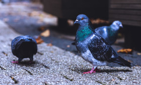 Stock Image: Pigeon