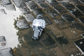 Stock Image: Pigeon in the puddle