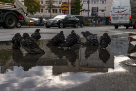 Stock Image: pigeon  take a bath in a puddle