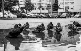 Stock Image: pigeon  take a bath in a puddle