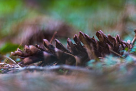 Stock Image: Pine Cone on the forest floor