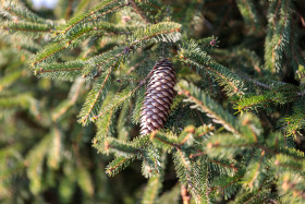 Stock Image: Pine Cone - Pine Balsam