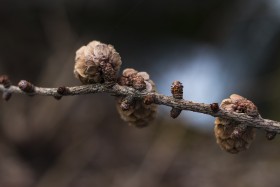 Stock Image: Pine cones on a branch in spring