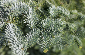 Stock Image: Pine tree branches