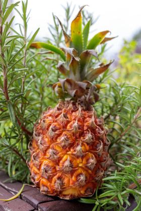 Stock Image: Pineapple