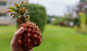 Stock Image: Pineapple in hand