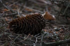 Stock Image: pinecone fallen from the tree
