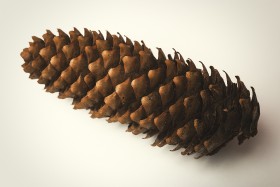 Stock Image: pinecone white background
