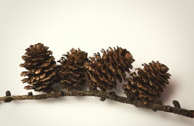 Stock Image: pinecones on white background