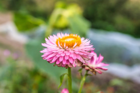 Stock Image: Pink Aster Flower with Yellow Inner