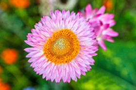 Stock Image: Pink Aster Flower with Yellow Inner from top